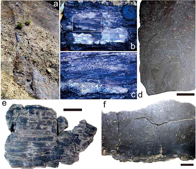 Fig. 3. Fig. 3.
