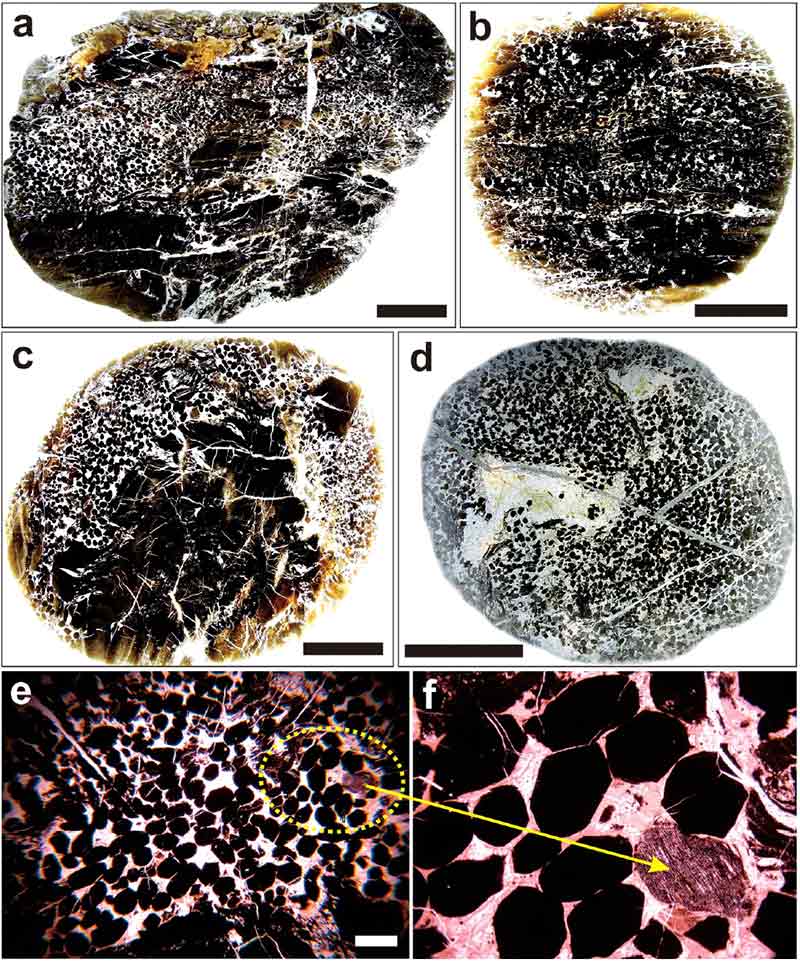 Fig. 4. Fig. 4.